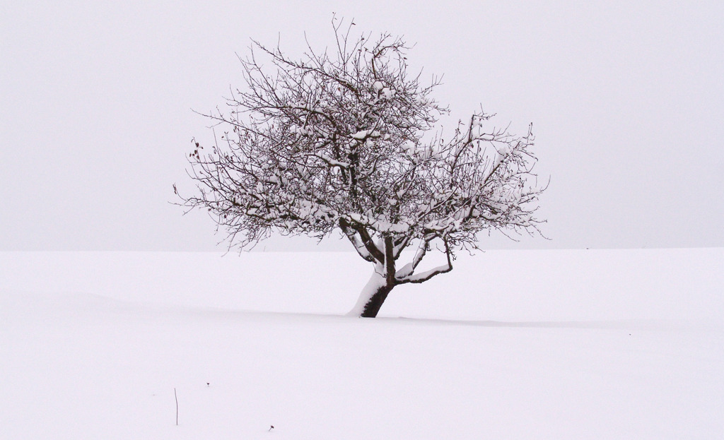 1708_SK_holl_Baum