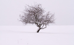1708_SK_holl_Baum