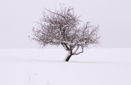 1708_SK_holl_Baum