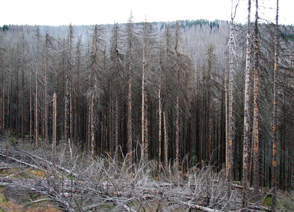Durch Borkenkäferbefall und Trockenheit abgestorbene Fichten auf dem Brocken im Harz (Bild: commons.wikimedia)