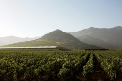 AT_2613_Radic Clarke_Vik Millahue Winery_1_Foto Cristobal Palma