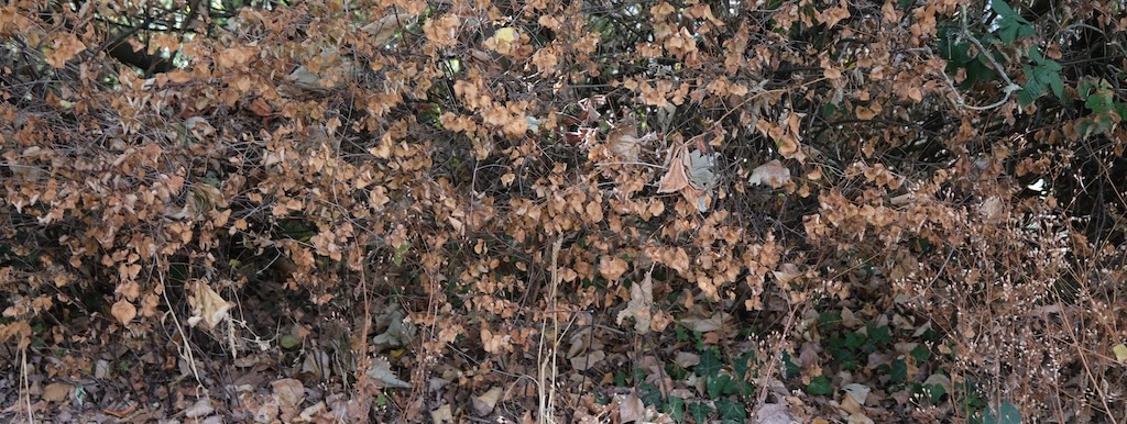 2638_SL_ch_duerresLaub